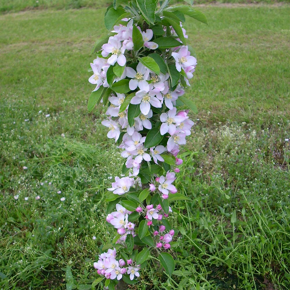 Fruit Snacks® Golden Treat™ Columnar Apple Tree