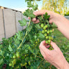 Gooseberry Shrub