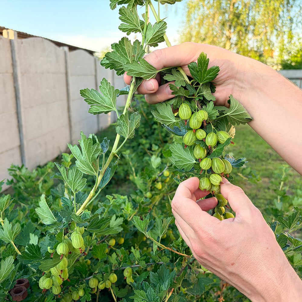 Gooseberry Shrub