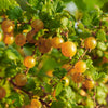 Gooseberry Shrub