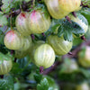 Gooseberry Shrub