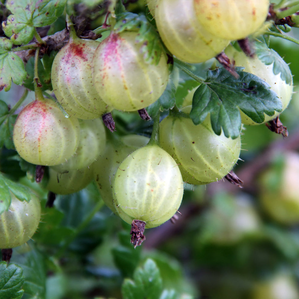 Gooseberry Shrub