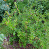 Gooseberry Shrub