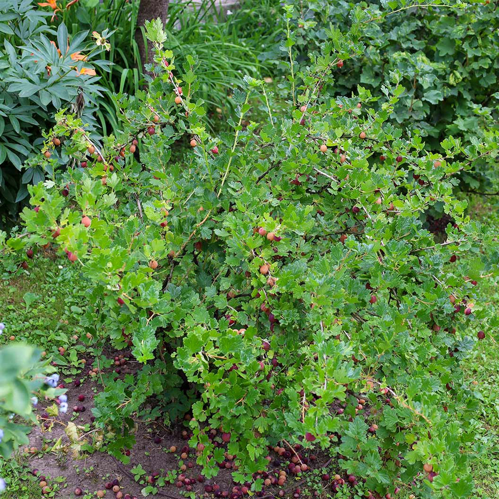 Gooseberry Shrub