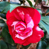 Governor Mouton Camellia Shrub