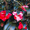 Governor Mouton Camellia Shrub