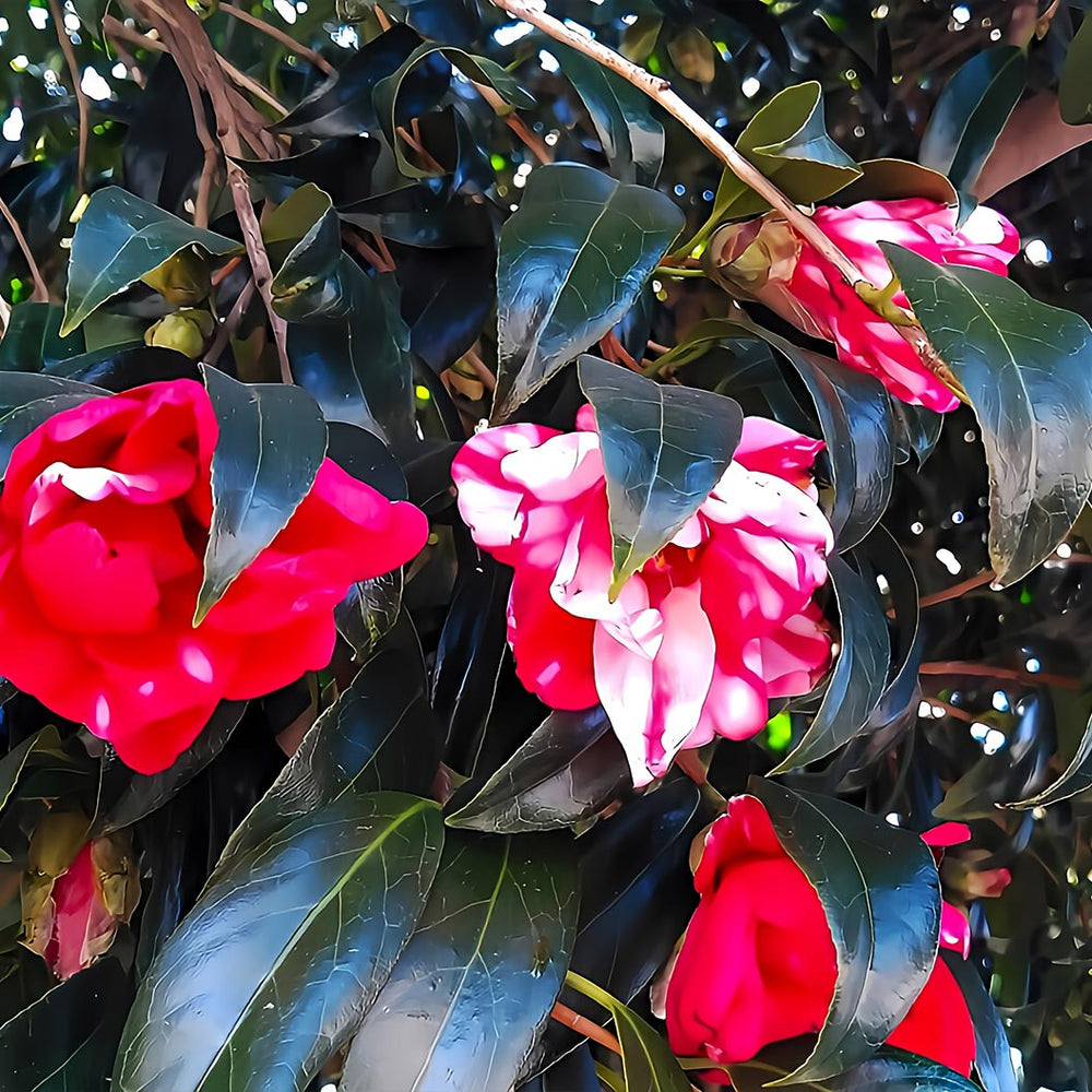 Governor Mouton Camellia Shrub