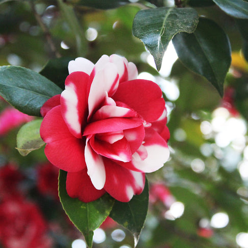 Governor Mouton Camellia Shrub