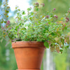 Start Fresh Organic Herb 4 Pack Plant