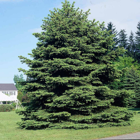 Colorado Green Spruce Tree