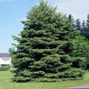 Colorado Green Spruce Tree