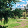 Colorado Green Spruce Tree