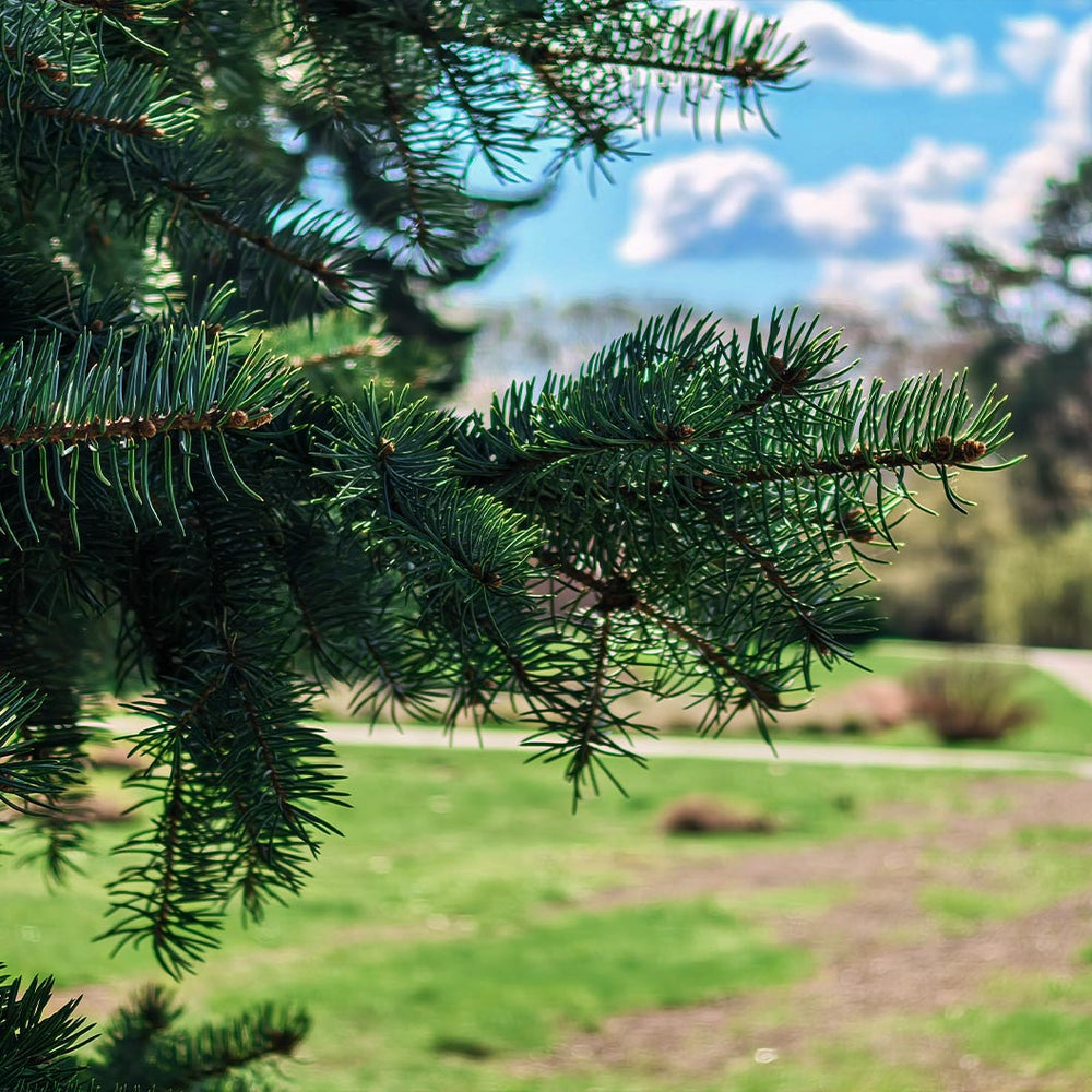 Colorado Green Spruce Tree