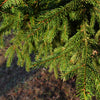 Colorado Green Spruce Tree