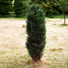Green Tower Austrian Pine Tree