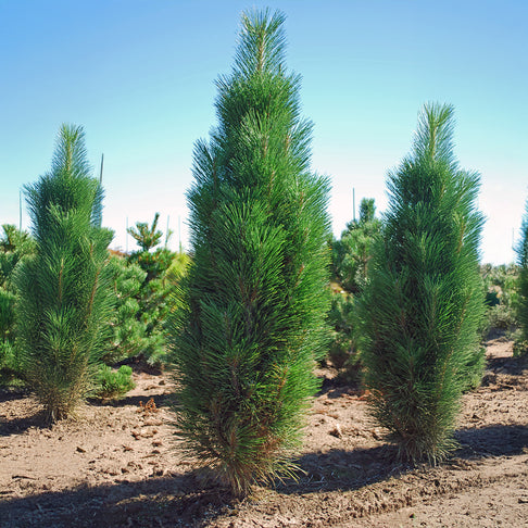 Green Tower Austrian Pine Tree