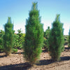 Green Tower Austrian Pine Tree