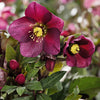 Ice N’ Roses® Red Hellebore