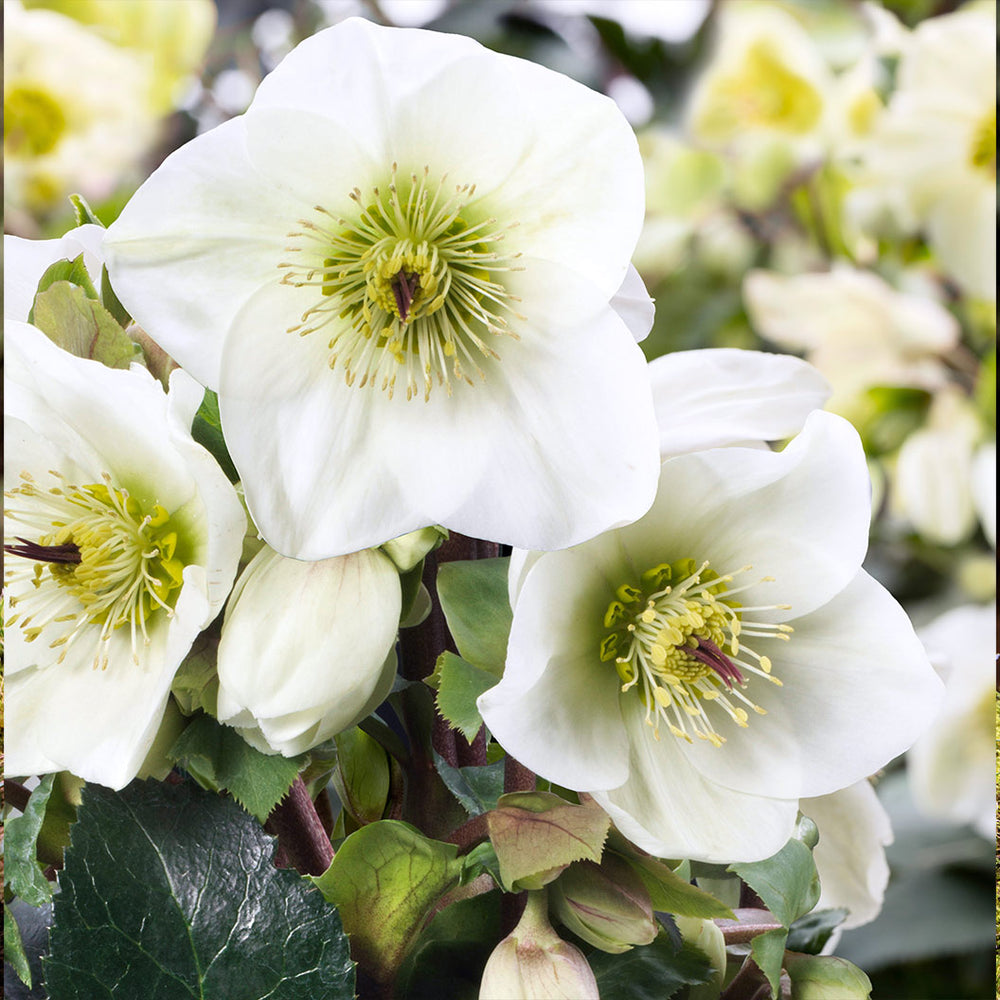 Ice N’ Roses® White Hellebore