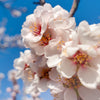 Hall's Hardy Almond Tree