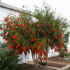 Hannah Ray Bottlebrush