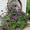 Proven Winners® Happy Jack® Purple Clematis Vine