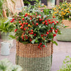 Proven Winners® Harvest Patio Gems™ Red Dwarf Tomato Bush