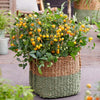 Proven Winners® Harvest Patio Gems™ Yellow Dwarf Tomato Bush