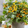 Proven Winners® Harvest Sweet Ascent™ Grace Dwarf Tomato Bush