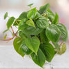 Heart-Leaf Philodendron