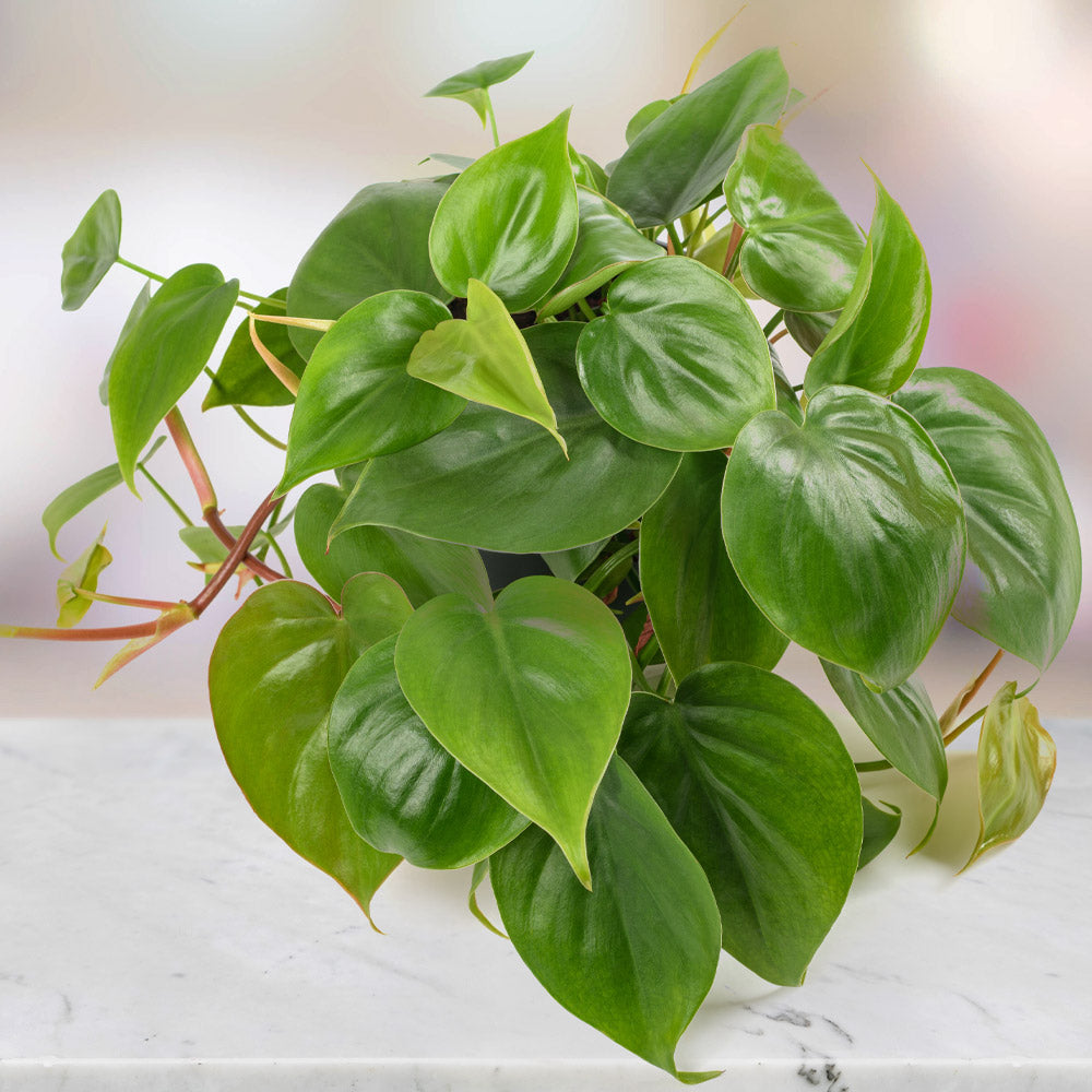 Heart-Leaf Philodendron