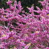 Rise 'N Shine Redbud Tree