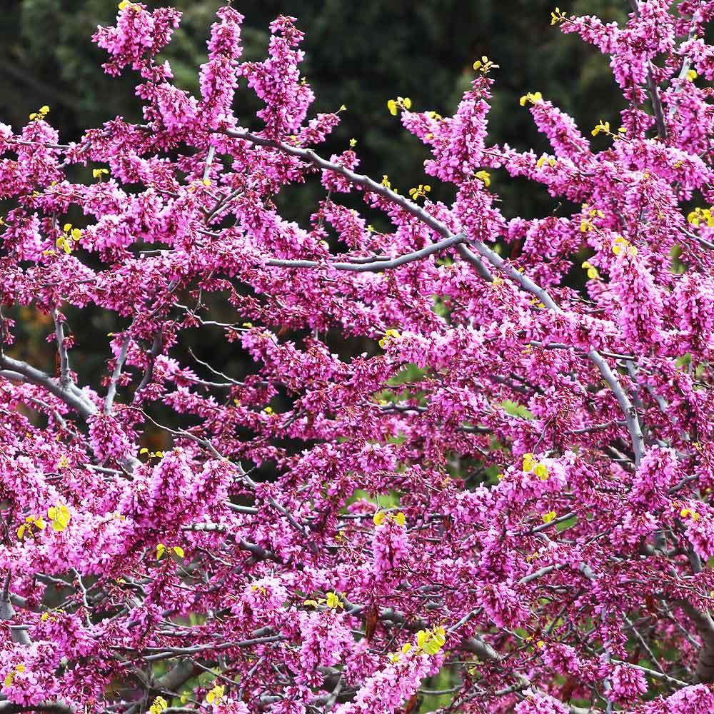 Rise 'N Shine Redbud Tree