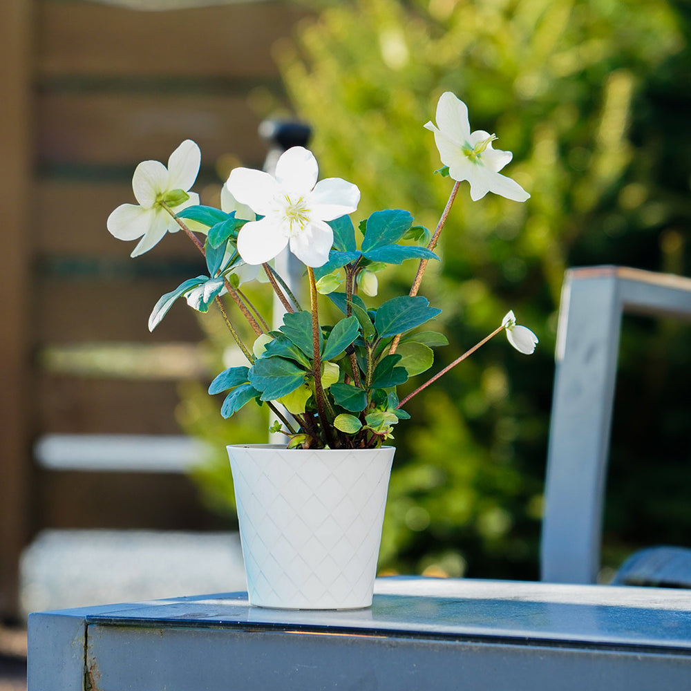 Christmas Carol Hellebore Shrub