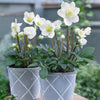 Christmas Carol Hellebore Shrub