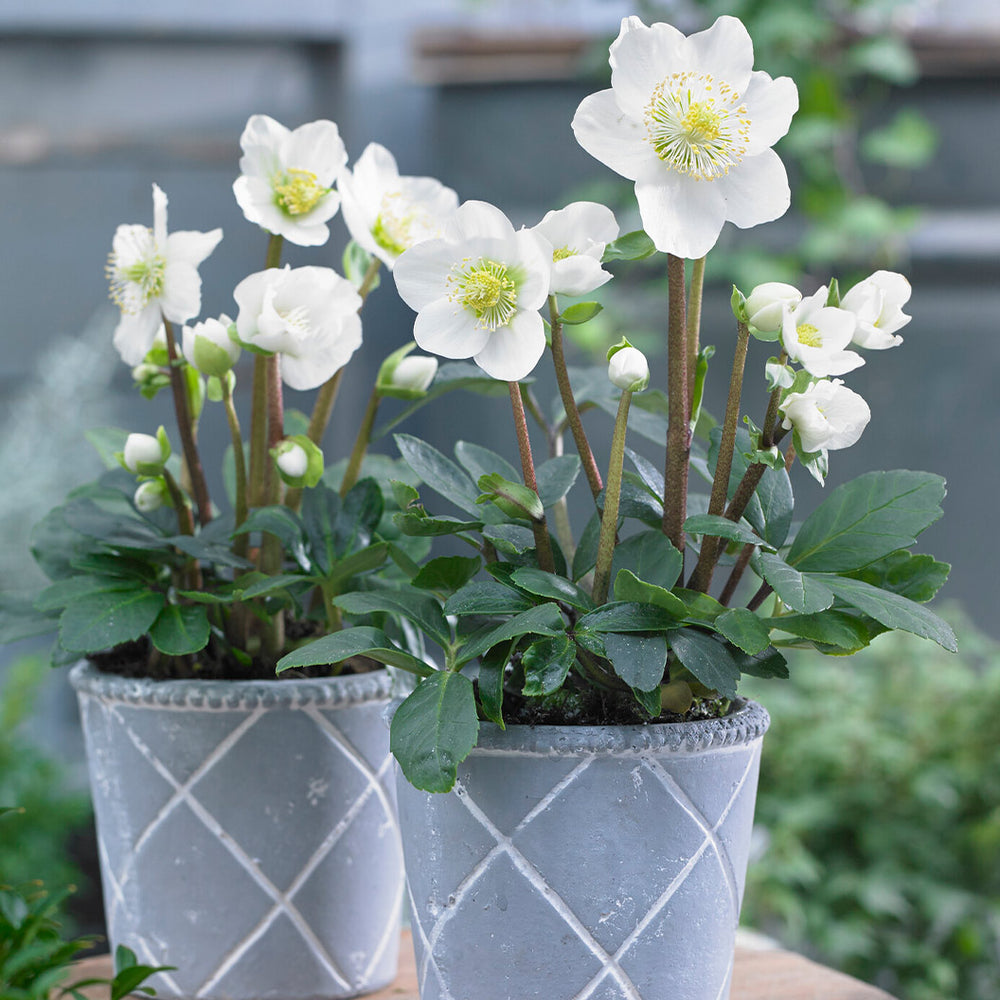 Christmas Carol Hellebore Shrub