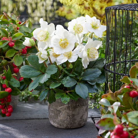 Christmas Carol Hellebore Shrub