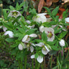 Winter Jewels® Cherry Blossom Lenten Rose Plant