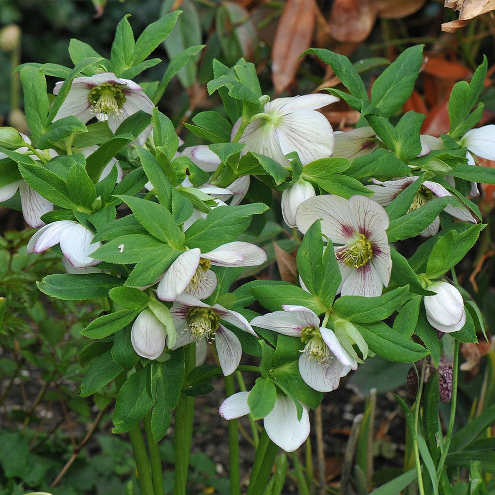 Winter Jewels® Cherry Blossom Lenten Rose Plant