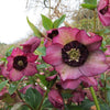 Winter Jewels® Cherry Blossom Lenten Rose Plant