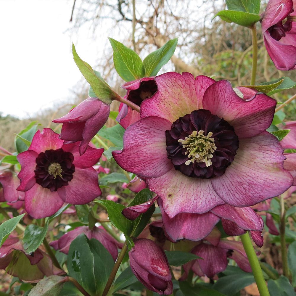 Winter Jewels® Cherry Blossom Lenten Rose Plant
