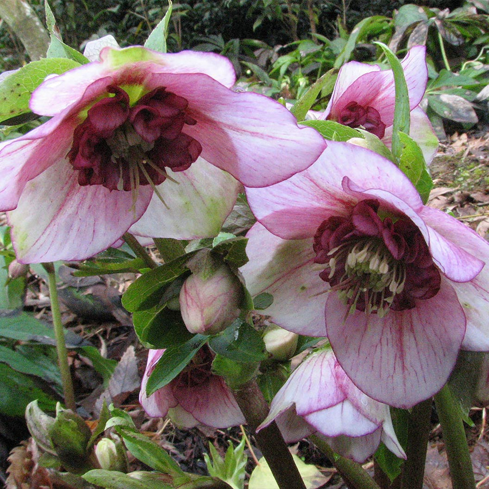 Winter Jewels® Cherry Blossom Lenten Rose Plant