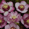 Winter Jewels® Cherry Blossom Lenten Rose Plant