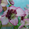 Winter Jewels® Cherry Blossom Lenten Rose Plant