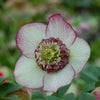 Winter Jewels® Cherry Blossom Lenten Rose Plant