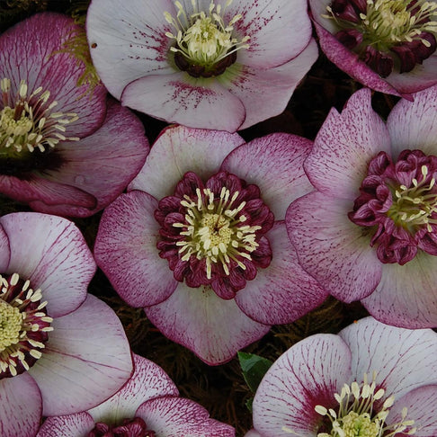 Winter Jewels® Cherry Blossom Lenten Rose Plant