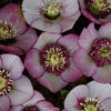 Winter Jewels® Cherry Blossom Lenten Rose Plant