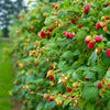 Heritage Everbearing Raspberry Bush - USDA Organic