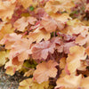 Caramel Heuchera Plant