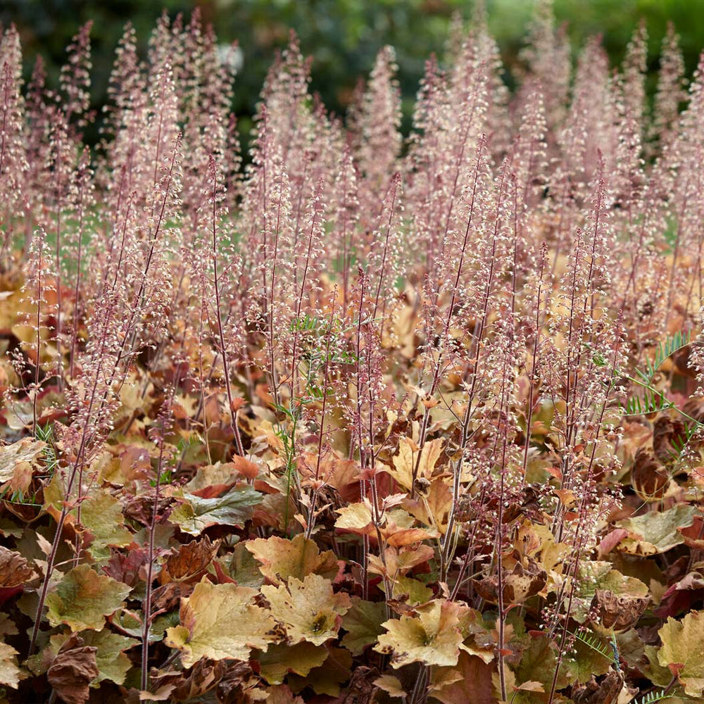 Caramel Heuchera Plant